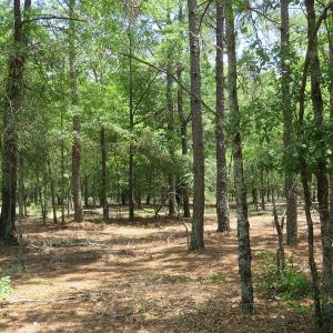 Photo of UNDER CONTRACT!  10.5 Acres of Hunting and Timberland For Sale in Bladen County NC!