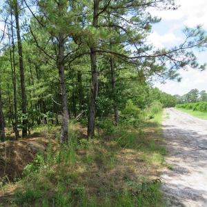 Photo of UNDER CONTRACT!  10.5 Acres of Hunting and Timberland For Sale in Bladen County NC!