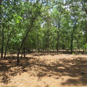 Photo of SOLD!  101 Acres of Hunting and Timberland For Sale in Bladen County NC!