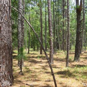 Photo of SOLD!  101 Acres of Hunting and Timberland For Sale in Bladen County NC!