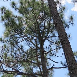 Photo of SOLD!  101 Acres of Hunting and Timberland For Sale in Bladen County NC!