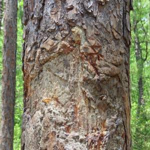 Photo of SOLD!  101 Acres of Hunting and Timberland For Sale in Bladen County NC!