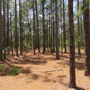 Photo of SOLD!  101 Acres of Hunting and Timberland For Sale in Bladen County NC!
