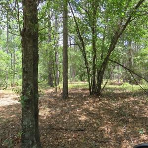 Photo of SOLD!  101 Acres of Hunting and Timberland For Sale in Bladen County NC!