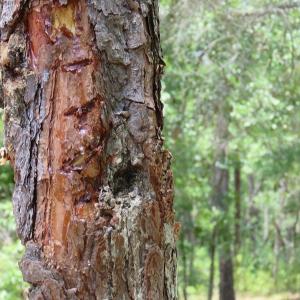 Photo of SOLD!  101 Acres of Hunting and Timberland For Sale in Bladen County NC!