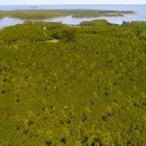 Photo of SOLD!!  40 Acres of Waterfront Residential and Timber Land For Sale in Beaufort County NC!