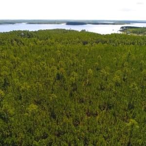Photo of SOLD!!  40 Acres of Waterfront Residential and Timber Land For Sale in Beaufort County NC!