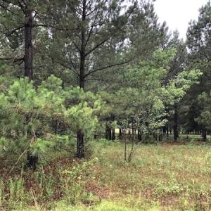 Photo of UNDER CONTRACT!  41.34 Acres of Hunting Land For Sale in Robeson County NC!