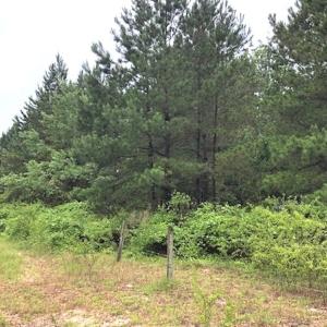 Photo of UNDER CONTRACT!  41.34 Acres of Hunting Land For Sale in Robeson County NC!