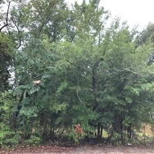 Photo of UNDER CONTRACT!  41.34 Acres of Hunting Land For Sale in Robeson County NC!