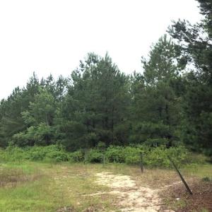 Photo of UNDER CONTRACT!  41.34 Acres of Hunting Land For Sale in Robeson County NC!