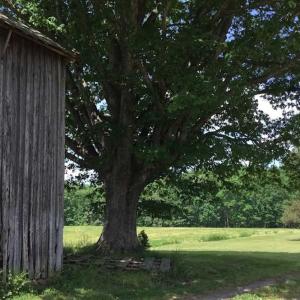 Photo of REDUCED!  144 Acres of Hunting and Farm Land For Sale in Halifax County VA!