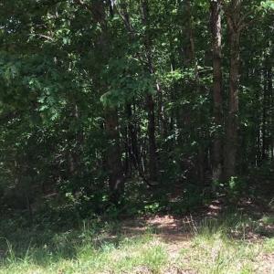 Photo of REDUCED!  144 Acres of Hunting and Farm Land For Sale in Halifax County VA!