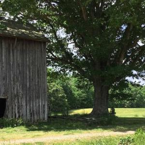 Photo of REDUCED!  144 Acres of Hunting and Farm Land For Sale in Halifax County VA!