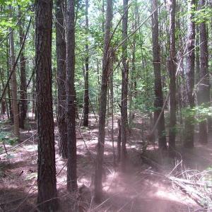 Photo of UNDER CONTRACT!  15 Acres of Farm and Hunting Land For Sale in Isle of Wight County Virginia!