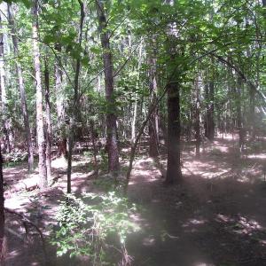 Photo of UNDER CONTRACT!  15 Acres of Farm and Hunting Land For Sale in Isle of Wight County Virginia!