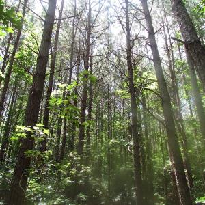 Photo of UNDER CONTRACT!  15 Acres of Farm and Hunting Land For Sale in Isle of Wight County Virginia!