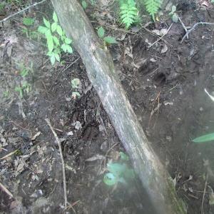 Photo of UNDER CONTRACT!  15 Acres of Farm and Hunting Land For Sale in Isle of Wight County Virginia!