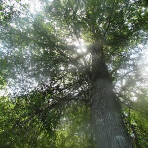 Photo of UNDER CONTRACT!  15 Acres of Farm and Hunting Land For Sale in Isle of Wight County Virginia!