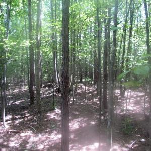 Photo of UNDER CONTRACT!  15 Acres of Farm and Hunting Land For Sale in Isle of Wight County Virginia!