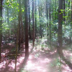 Photo of UNDER CONTRACT!  15 Acres of Farm and Hunting Land For Sale in Isle of Wight County Virginia!