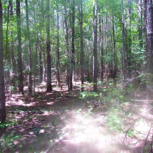Photo of UNDER CONTRACT!  15 Acres of Farm and Hunting Land For Sale in Isle of Wight County Virginia!
