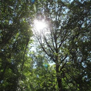 Photo of SOLD!  127 Acres of Farm and Hunting Land on the Blackwater River For Sale in Isle of Wight County Virginia!