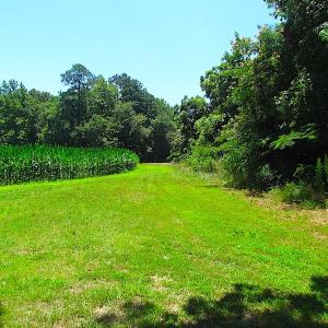 Photo of SOLD!  127 Acres of Farm and Hunting Land on the Blackwater River For Sale in Isle of Wight County Virginia!
