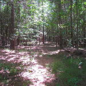 Photo of SOLD!  127 Acres of Farm and Hunting Land on the Blackwater River For Sale in Isle of Wight County Virginia!