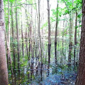 Photo of SOLD!  127 Acres of Farm and Hunting Land on the Blackwater River For Sale in Isle of Wight County Virginia!
