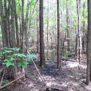 Photo of SOLD!  127 Acres of Farm and Hunting Land on the Blackwater River For Sale in Isle of Wight County Virginia!