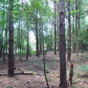 Photo of SOLD!  127 Acres of Farm and Hunting Land on the Blackwater River For Sale in Isle of Wight County Virginia!