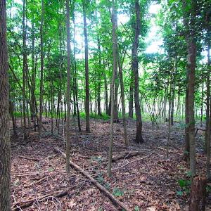 Photo of SOLD!  127 Acres of Farm and Hunting Land on the Blackwater River For Sale in Isle of Wight County Virginia!