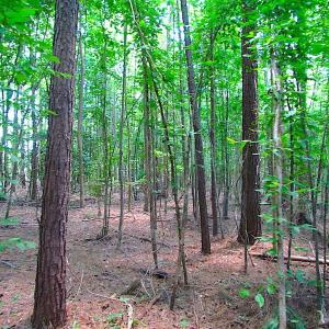 Photo of SOLD!  127 Acres of Farm and Hunting Land on the Blackwater River For Sale in Isle of Wight County Virginia!