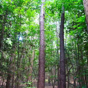 Photo of SOLD!  127 Acres of Farm and Hunting Land on the Blackwater River For Sale in Isle of Wight County Virginia!