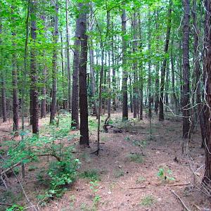 Photo of SOLD!  127 Acres of Farm and Hunting Land on the Blackwater River For Sale in Isle of Wight County Virginia!