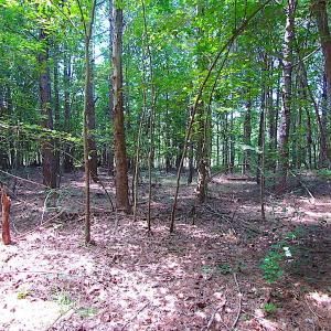 Photo of SOLD!  127 Acres of Farm and Hunting Land on the Blackwater River For Sale in Isle of Wight County Virginia!
