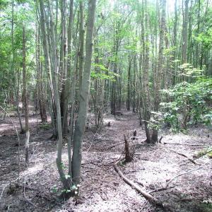 Photo of SOLD!  127 Acres of Farm and Hunting Land on the Blackwater River For Sale in Isle of Wight County Virginia!