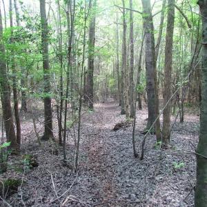 Photo of SOLD!  127 Acres of Farm and Hunting Land on the Blackwater River For Sale in Isle of Wight County Virginia!