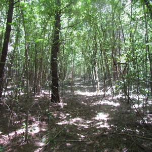 Photo of SOLD!  127 Acres of Farm and Hunting Land on the Blackwater River For Sale in Isle of Wight County Virginia!