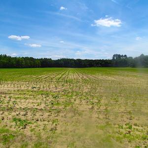 Photo of SOLD!  127 Acres of Farm and Hunting Land on the Blackwater River For Sale in Isle of Wight County Virginia!