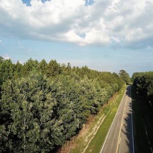 Photo of UNDER CONTRACT!  9.5 Acres of Hunting and Timber Land For Sale in Gates County NC!