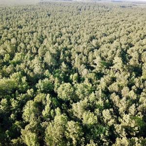 Photo of UNDER CONTRACT!  9.5 Acres of Hunting and Timber Land For Sale in Gates County NC!