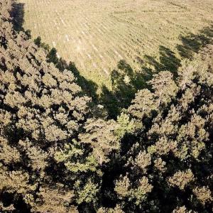 Photo of UNDER CONTRACT!  9.5 Acres of Hunting and Timber Land For Sale in Gates County NC!