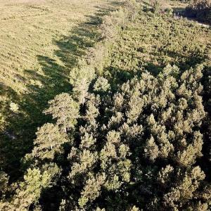 Photo of UNDER CONTRACT!  9.5 Acres of Hunting and Timber Land For Sale in Gates County NC!