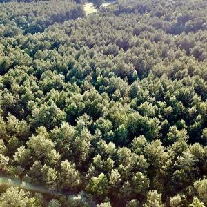 Photo of UNDER CONTRACT!  9.5 Acres of Hunting and Timber Land For Sale in Gates County NC!