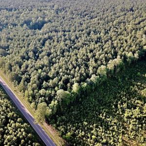 Photo of UNDER CONTRACT!  9.5 Acres of Hunting and Timber Land For Sale in Gates County NC!