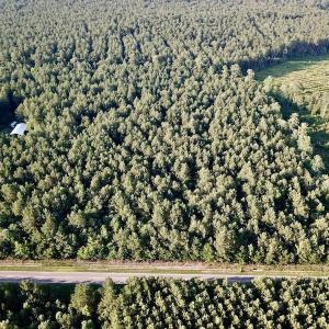 Photo of UNDER CONTRACT!  9.5 Acres of Hunting and Timber Land For Sale in Gates County NC!