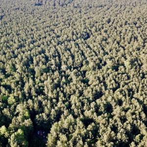 Photo of UNDER CONTRACT!  9.5 Acres of Hunting and Timber Land For Sale in Gates County NC!