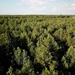 Photo of UNDER CONTRACT!  9.5 Acres of Hunting and Timber Land For Sale in Gates County NC!